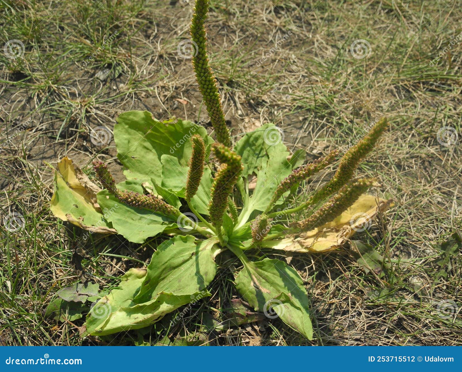 The Plantain Herb Growing on a Meadow, Close Up Stock Photo Image of