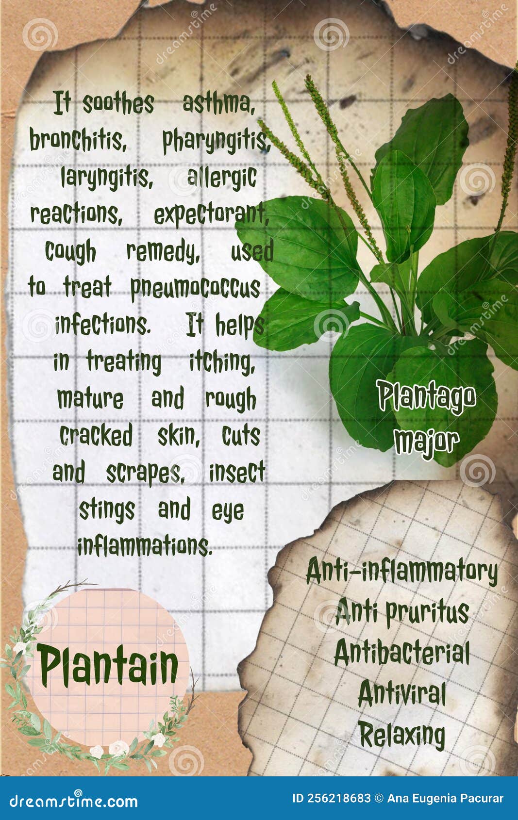 Plantain Herbalist Notebook Page Idea Stock Image Image of page