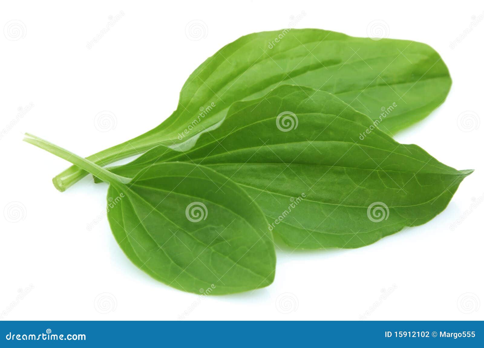 plantain leaves