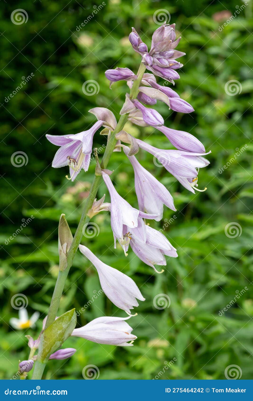 Plantain lily stock photo. Image of bloom, outdoors 275464242