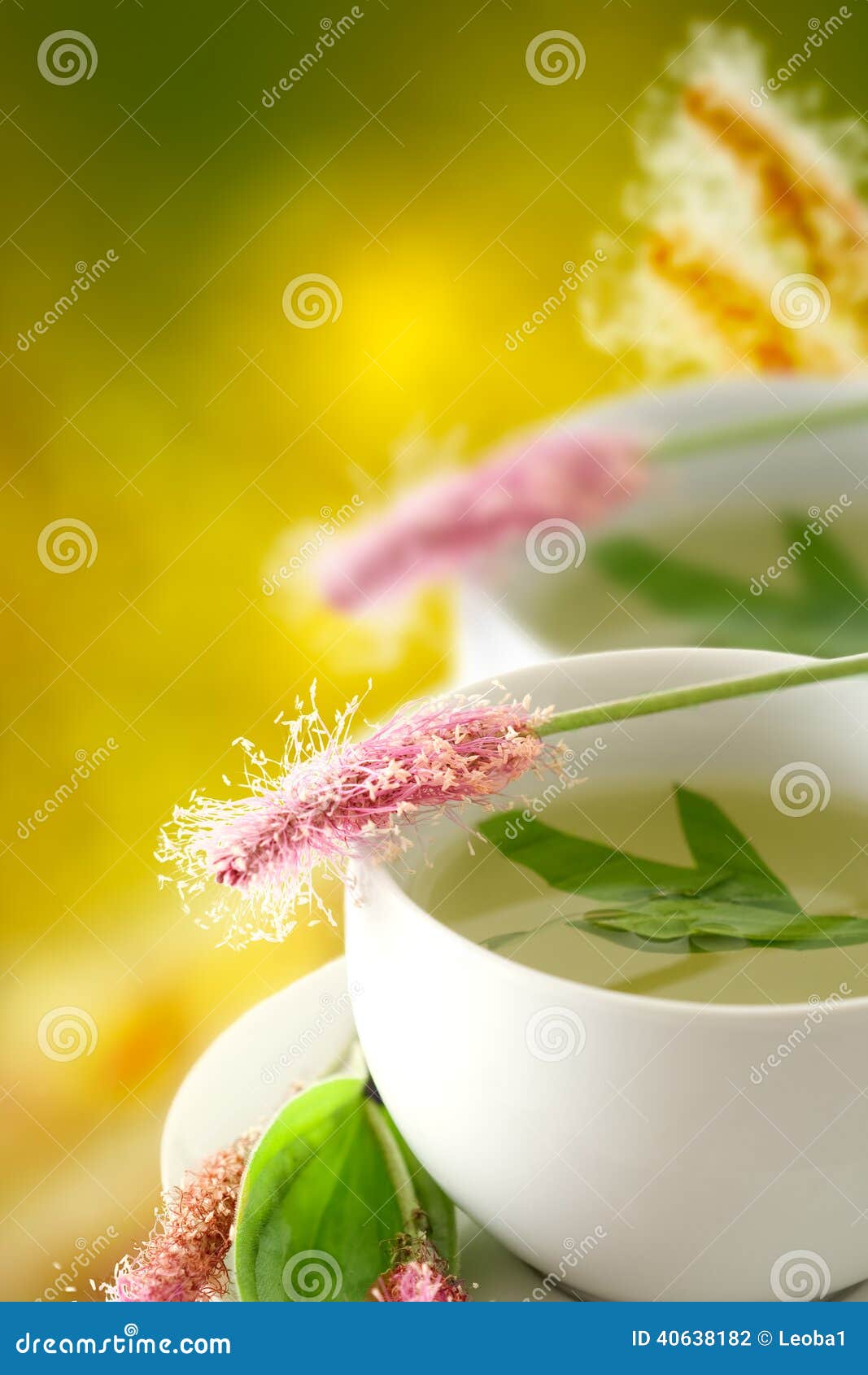 Plantain, Medicinal Plant, Herbal Tea Stock Photo Image of herb