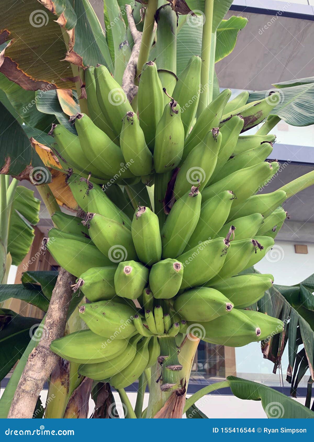 Plantains Bananas Going on a Tree Stock Photo Image of green, banana