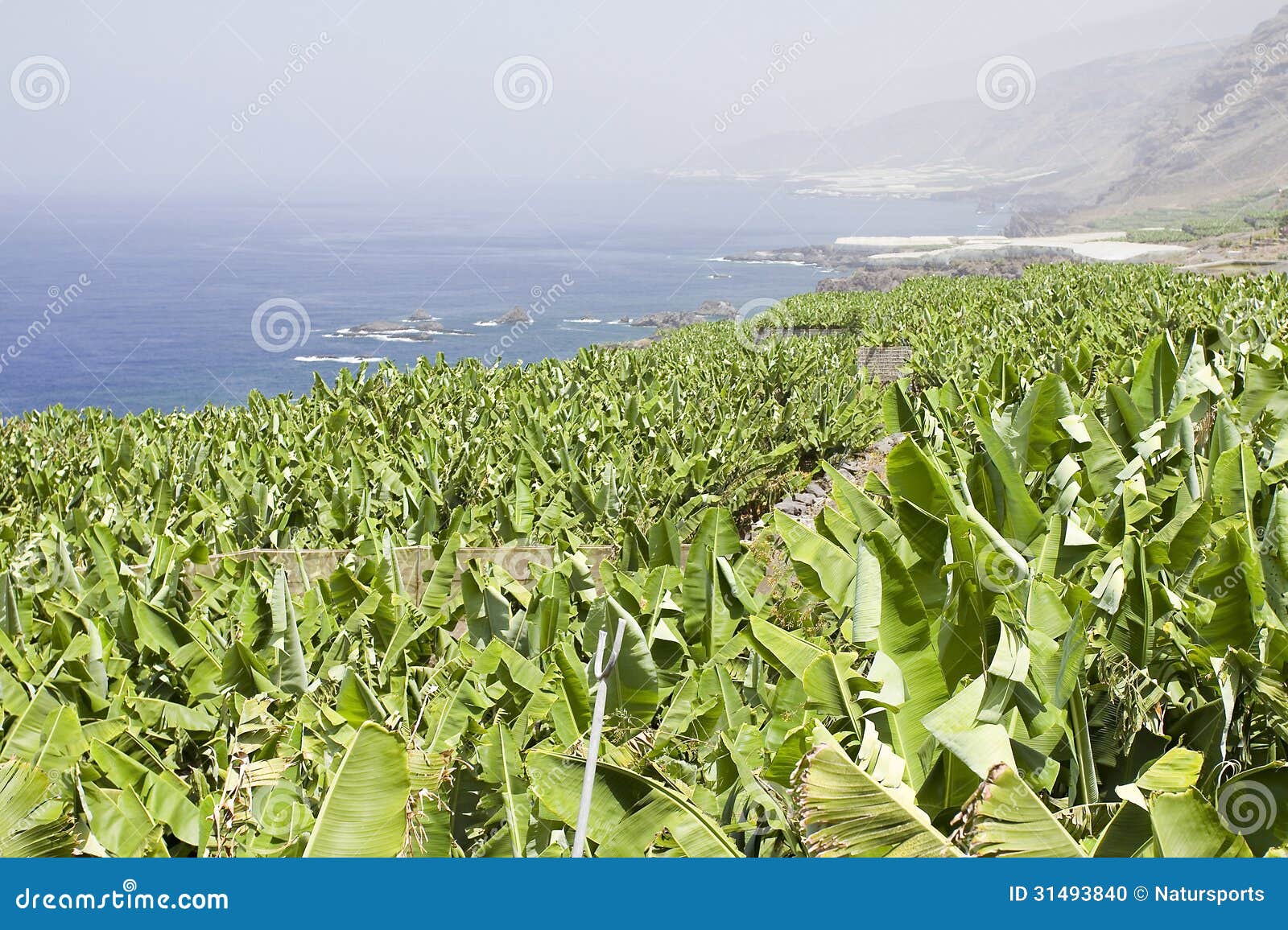 Plantains stock photo. Image of cultivation, banana, plantains 31493840