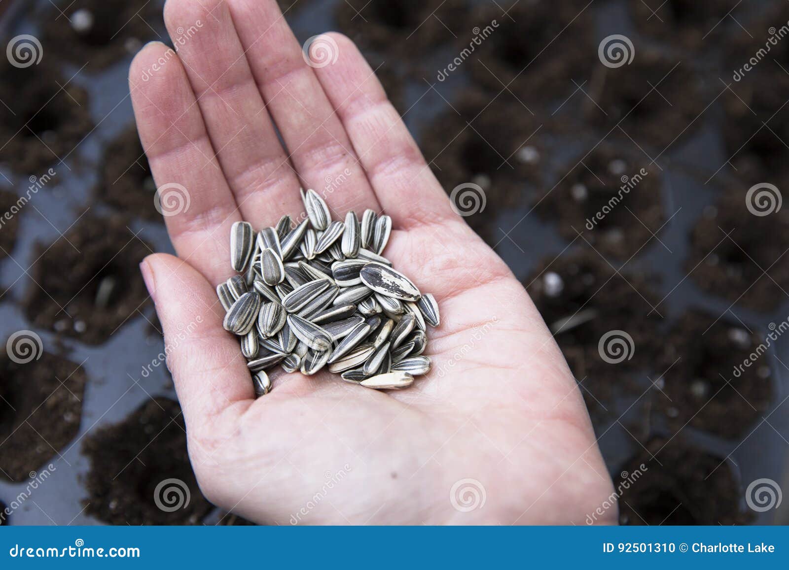 Plantando Sementes De Girassol Foto de Stock - Imagem de agricultura,  cultivo: 92501310