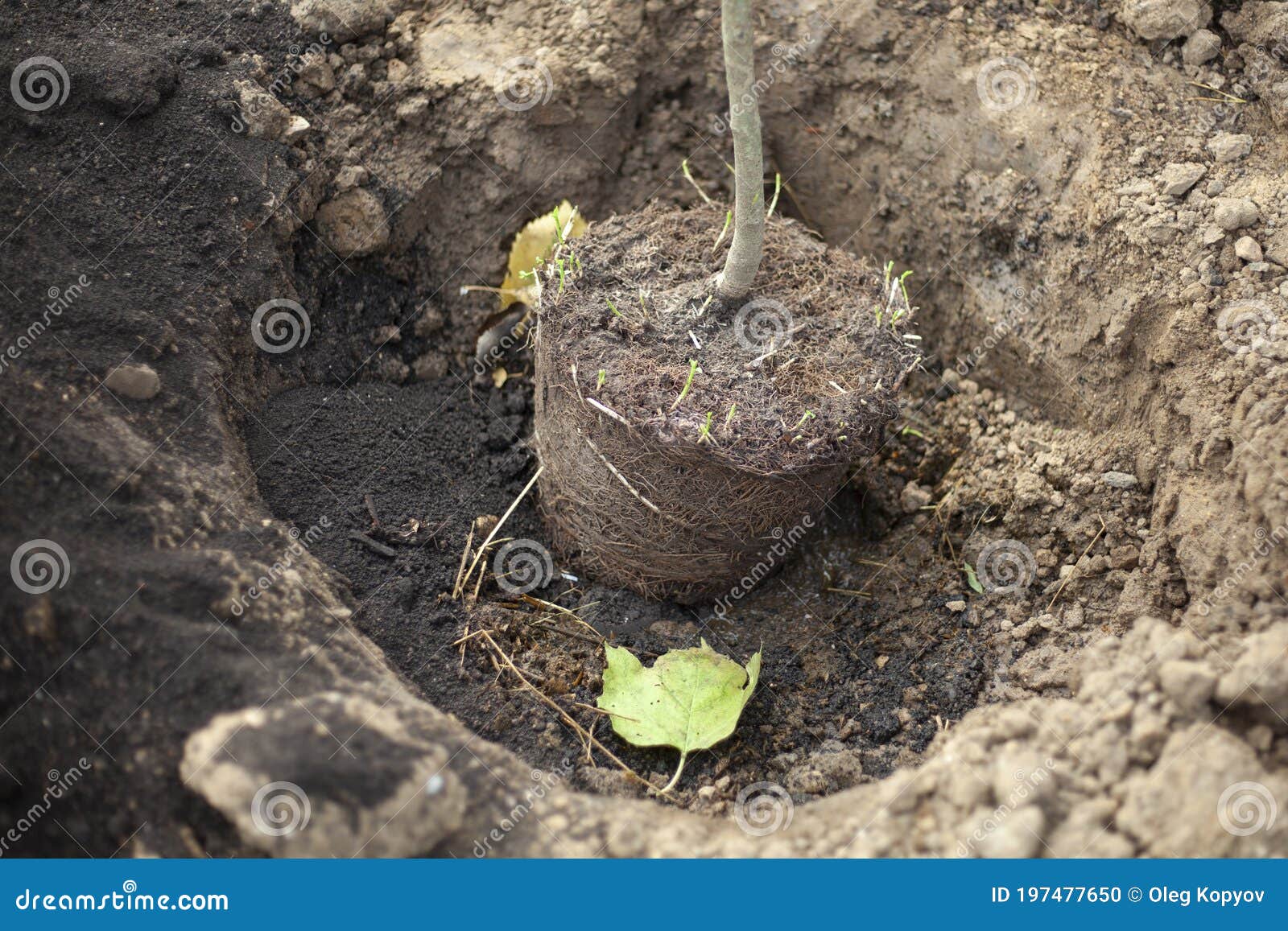 Plantando Uma árvore No Chão Plantação De Uma Muda No Chão Foto de Stock -  Imagem de parque, fruta: 197477650