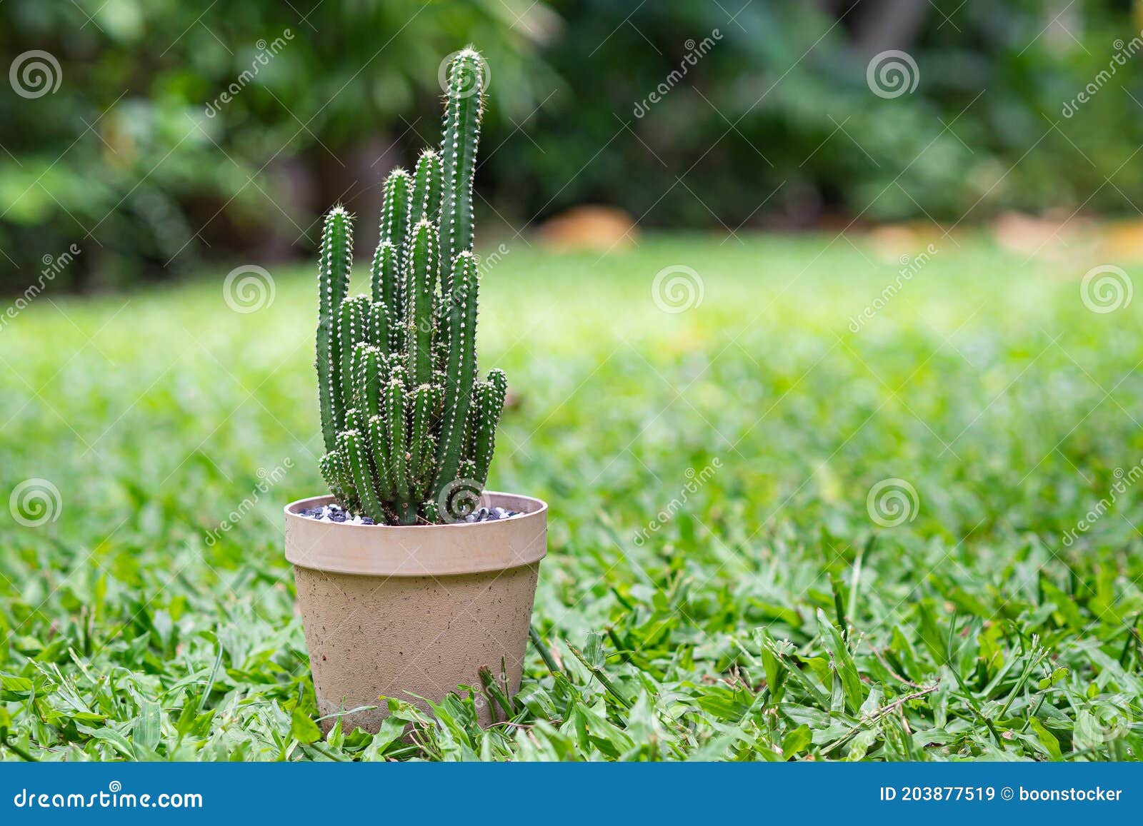 duda formato preparar Plantar Un Cactus En Una Maceta Colocada Sobre El Fondo De La Hierba.  Espacio Para Texto Imagen de archivo - Imagen de cubo, cactos: 203877519
