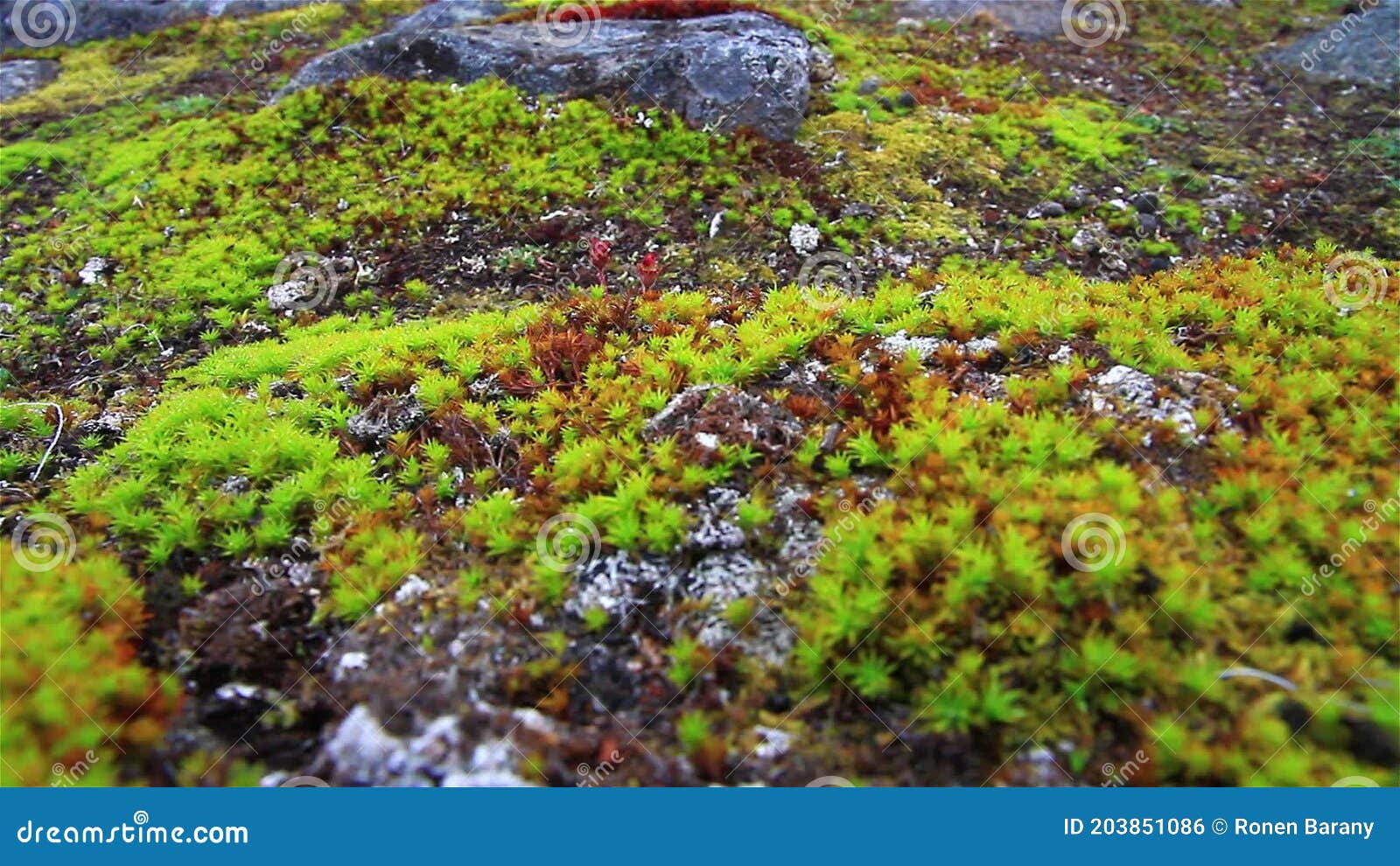 CRESÇAM, PLANTINHAS! Thorfinn no modo agricultor 🌱