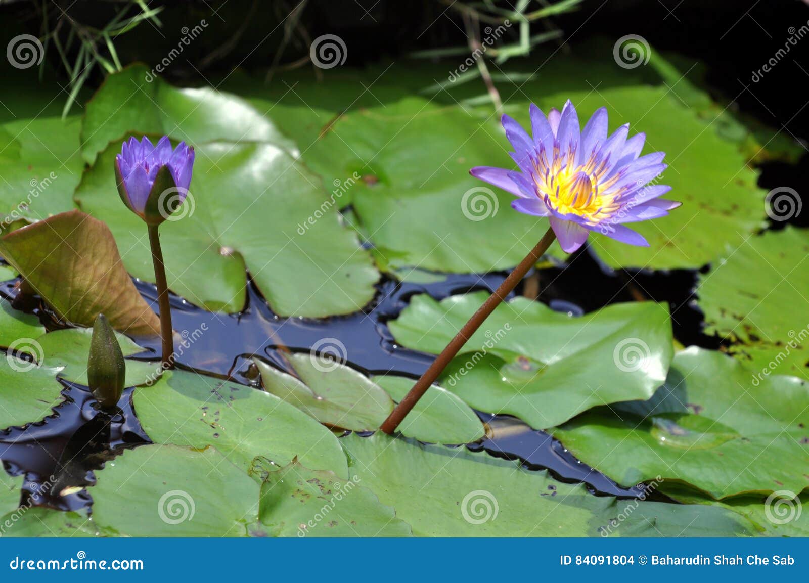 Plantas. Paisaje de la fauna, y naturaleza abstracta en el mejor