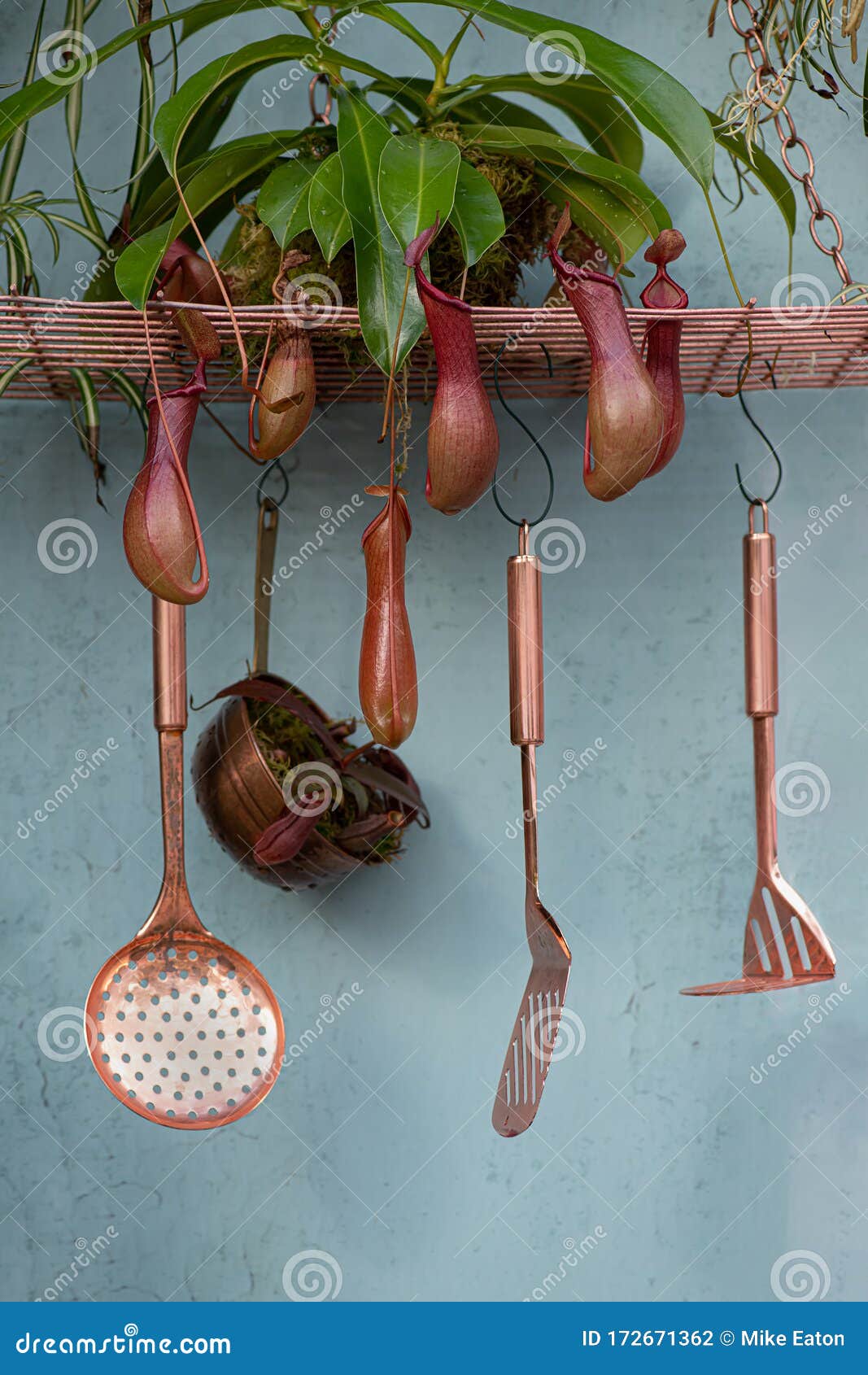 Plantas Carnívoras Junto Con De Cocina Foto de archivo - Imagen de bosque, taza: 172671362