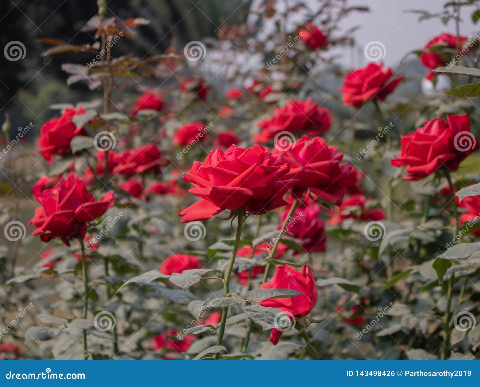 Plantas Color De Rosa Rojas Con Las Flores Foto de archivo - Imagen de  ornamental, romance: 143498426