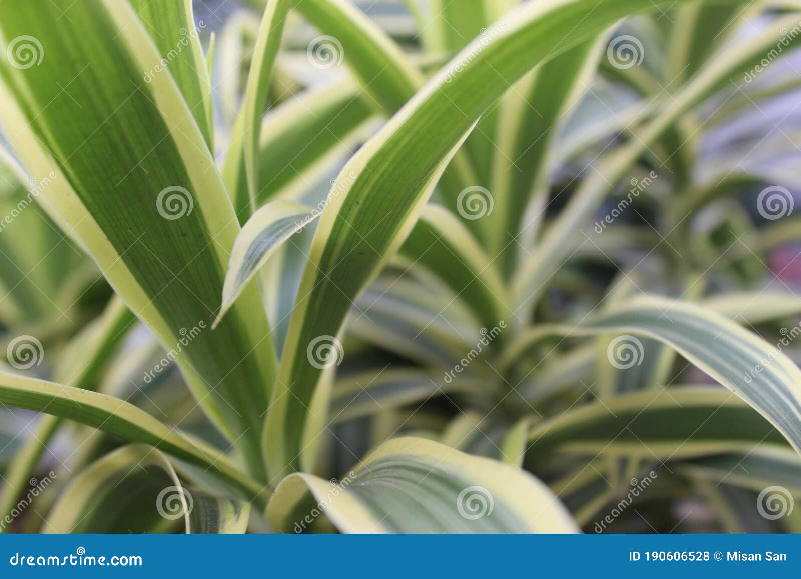 Plantas Con Hojas Blancas Y Verdes Foto de archivo Imagen de modelo