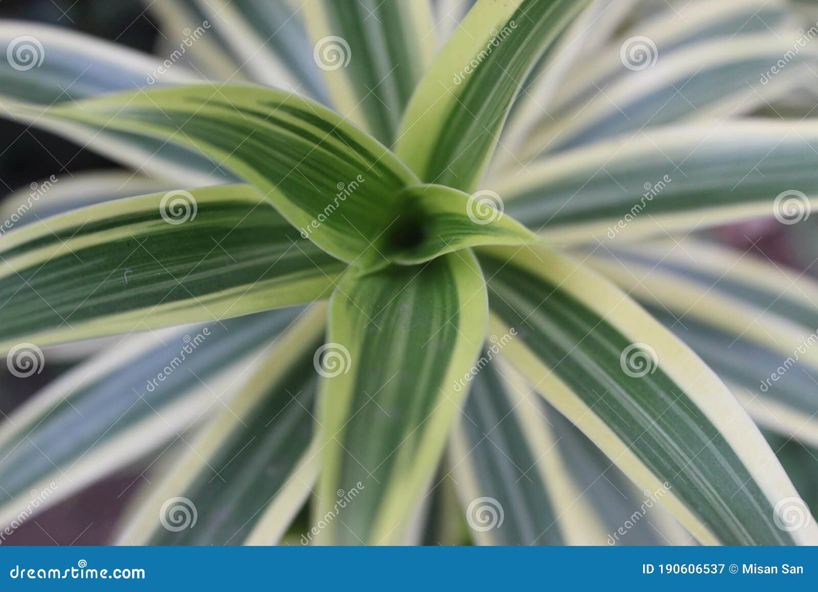 Plantas Con Hojas Blancas Y Verdes Imagen de archivo Imagen de flora, hoja 190606537