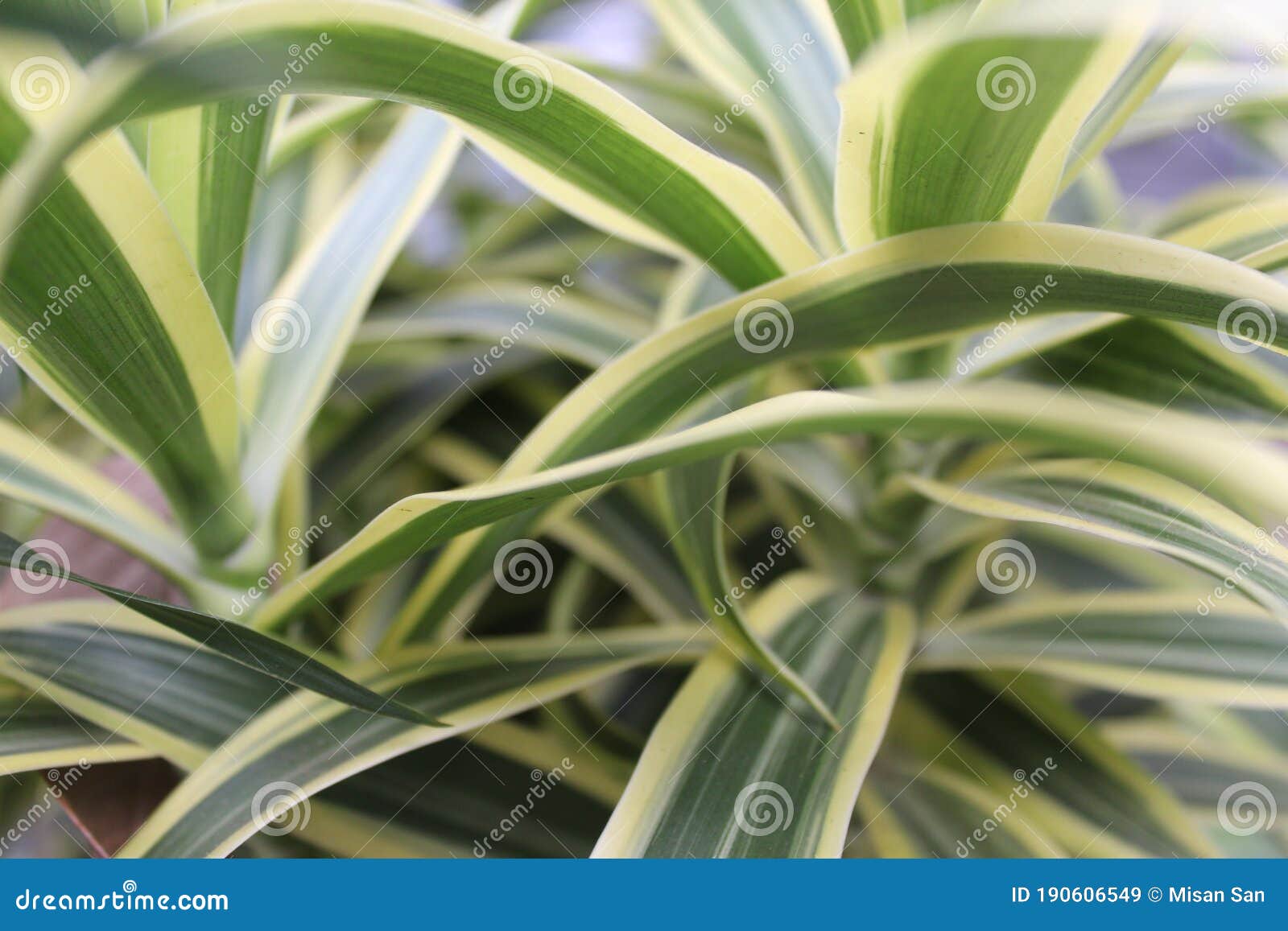 Plantas Con Hojas Blancas Y Verdes Imagen de archivo Imagen de