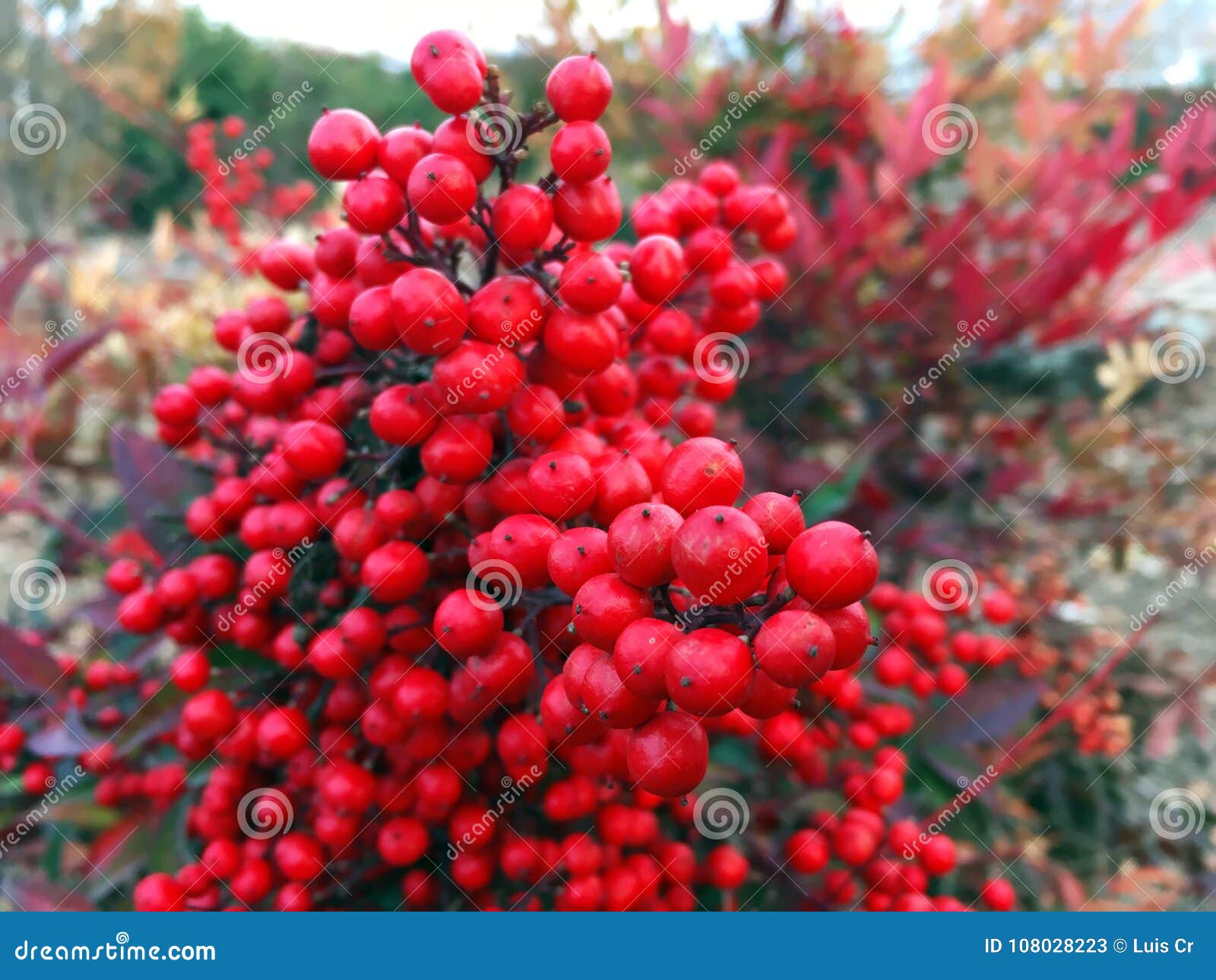 Plantas Con Las Bolas Rojas En Un Jardín Imagen de archivo - Imagen de  pulso, plantas: 108028223