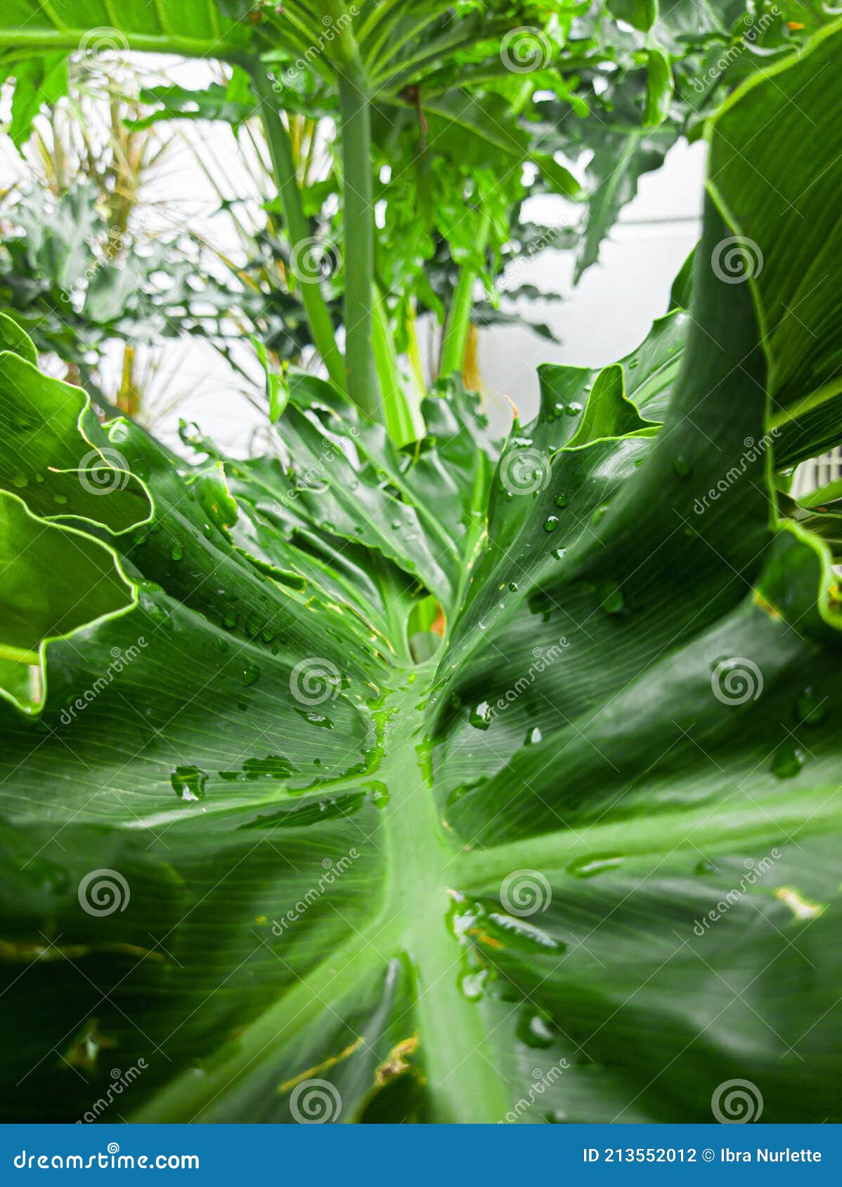 Plantas Cujas Folhas São Verdes Com Folhas Grandes E Espessas Foto de Stock  - Imagem de jardins, tropical: 213552012