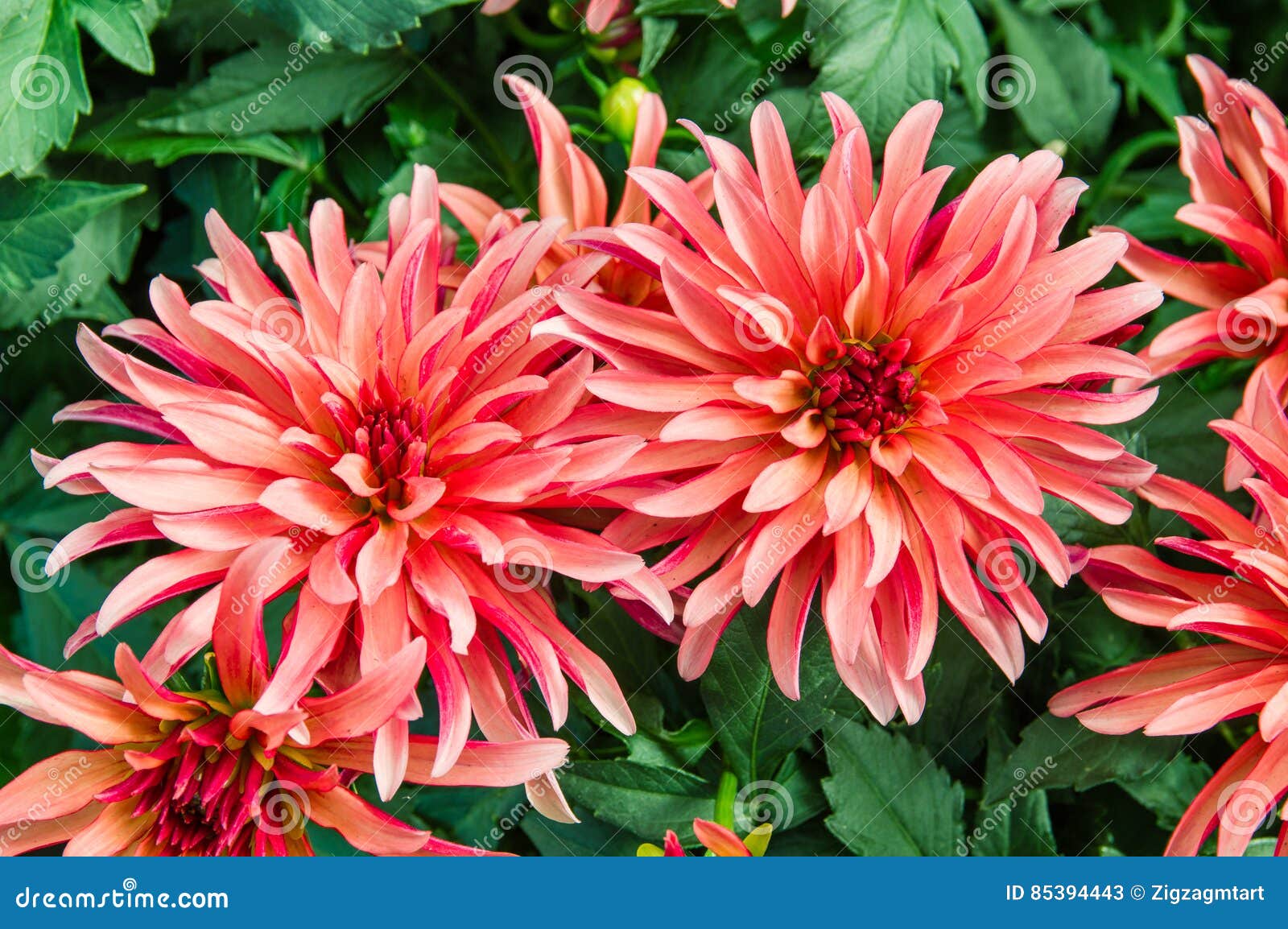 Plantas Da Dália Com Flores Coloridas Imagem de Stock - Imagem de planta,  florescer: 85394443