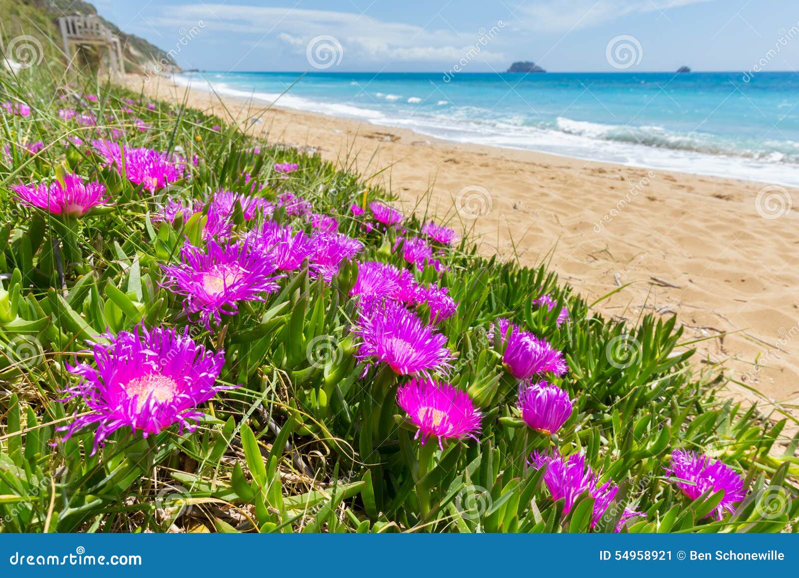 Plantas De Carámbano Rosadas Que Florecen En La Costa En Grecia Imagen de  archivo - Imagen de flores, azul: 54958921