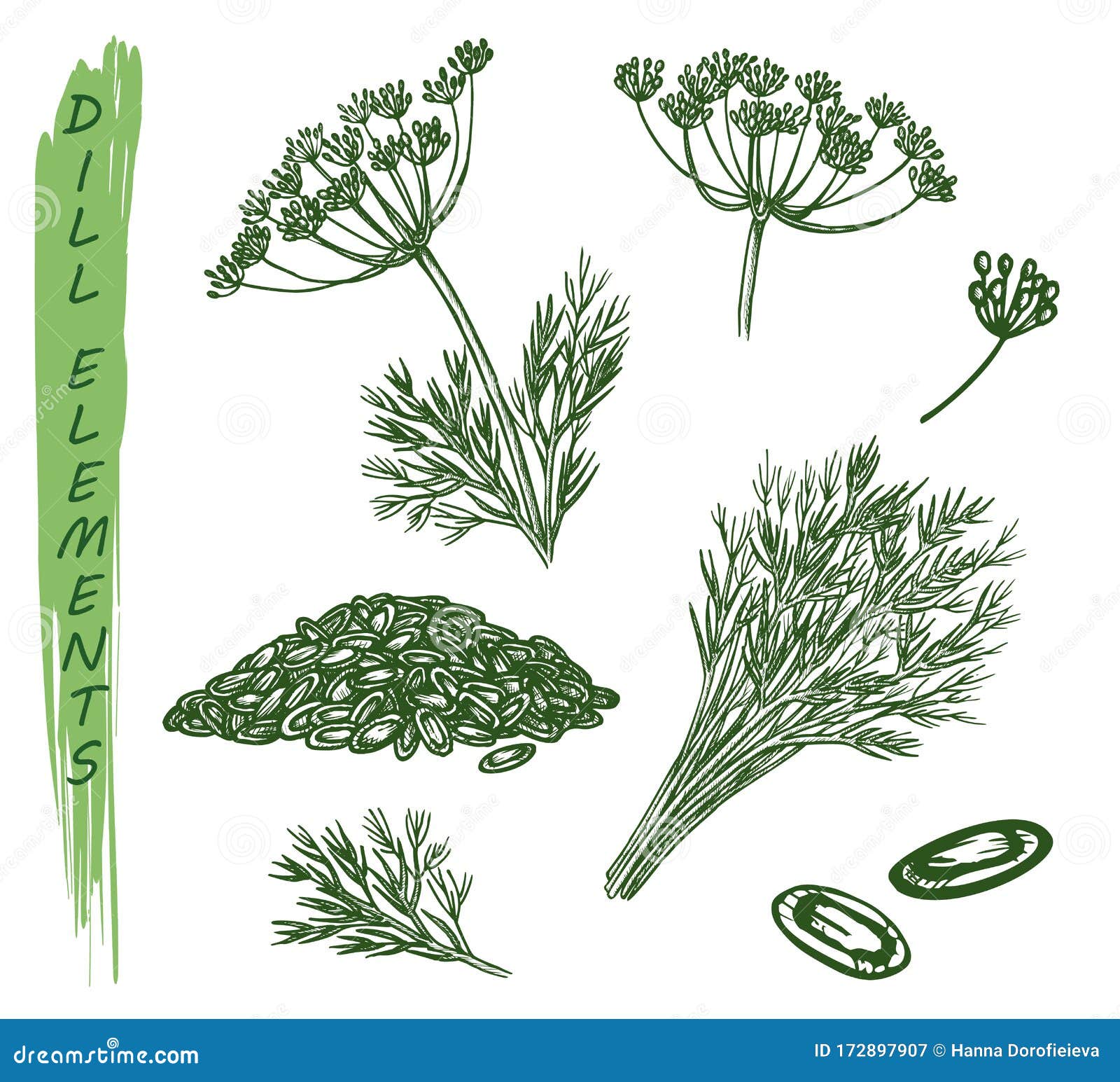 plantas de eneldo hierbas y condimento de especias ilustración del
