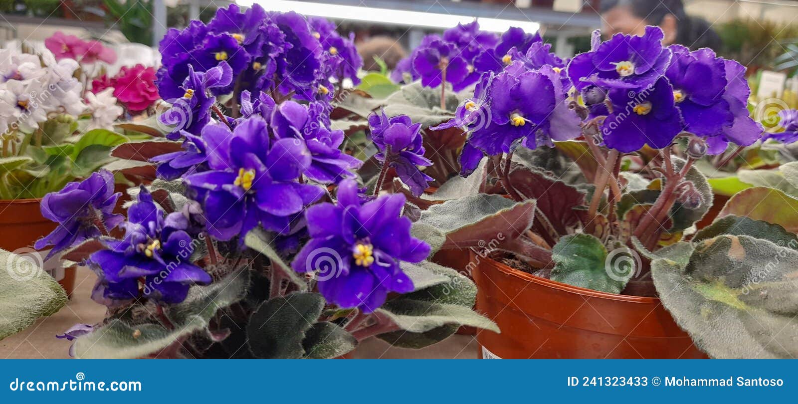 Plantas De Flores De Violeta Africana Imagen de archivo - Imagen de  racimos, lila: 241323433