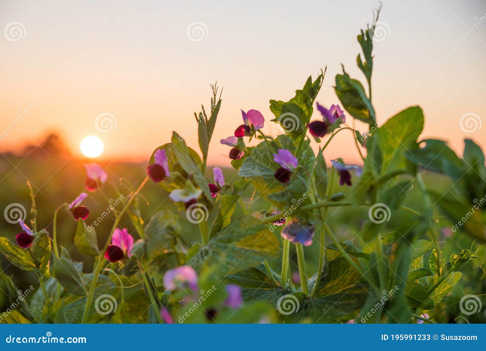 Plantas De Guisantes Dulces Con Flores En El Campo Al Atardecer Imagen de archivo - Imagen de fondo, flora: 195991233 Plantas De Guisantes Dulces Con Flores En El Campo Al Atardecer Imagen de archivo - Imagen de fondo, flora: 195991233