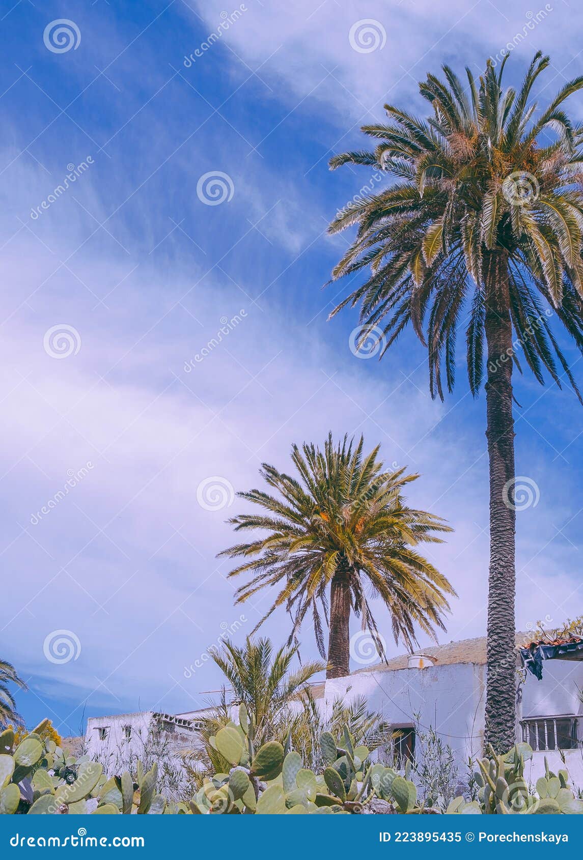 Plantas De Islas Canarias Estéticas. Palma De Cactus Y Paisaje De Campo  Tropical. Diseño De Viaje Y Fondo De Pantalla Natural Imagen de archivo -  Imagen de desierto, arena: 223895435