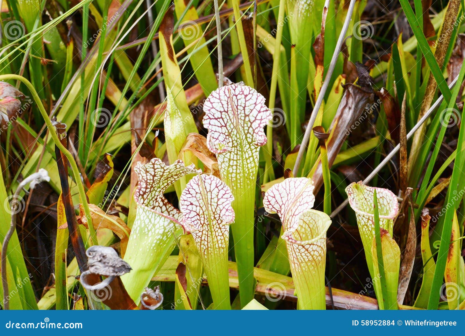 Plantas de jarra foto de archivo. Imagen de pantano, jarra 58952884