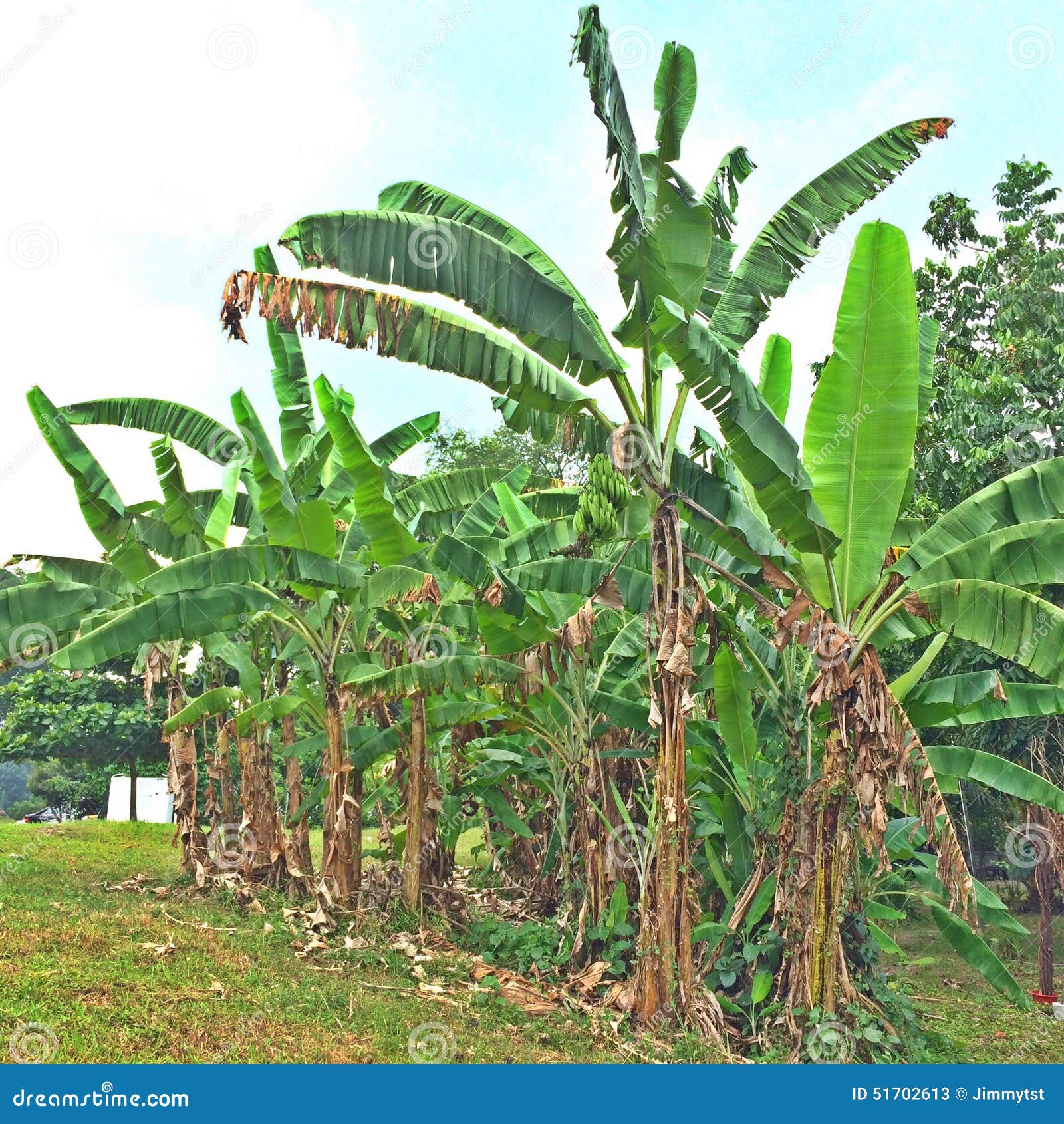 Plantas De Plátano En Singapur Imagen de archivo Imagen de hojas
