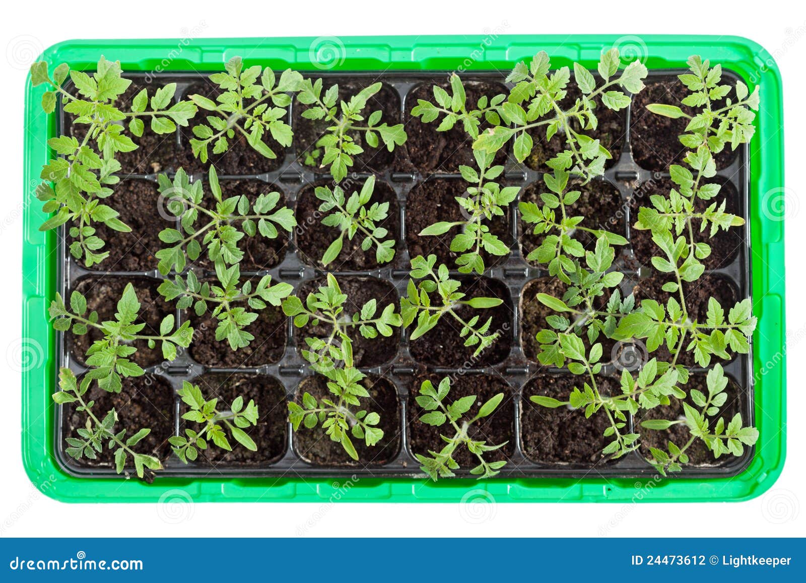 Plantas De Semillero Del Tomate En Bandeja De La Germinación Foto de  archivo - Imagen de fresco, aislado: 24473612