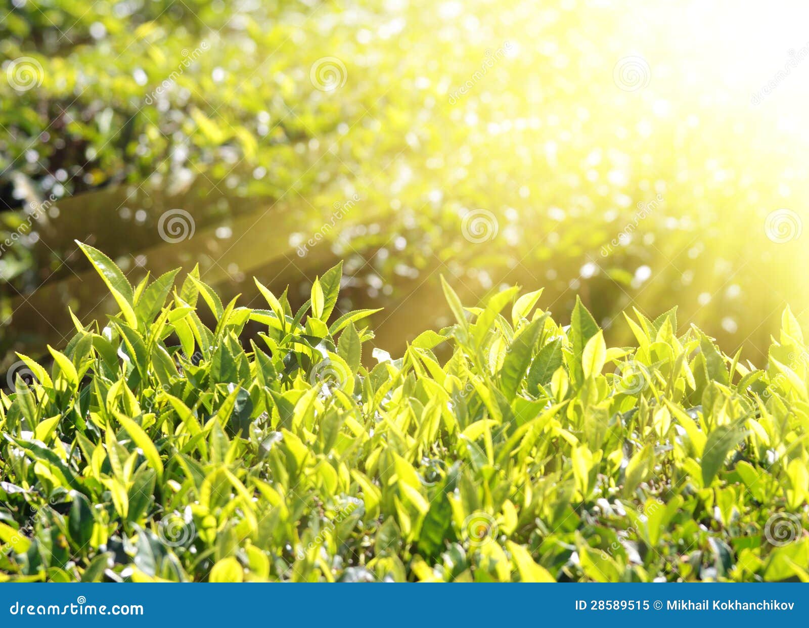Plantas De Té En Rayos De Sol Foto de archivo libre de regalías