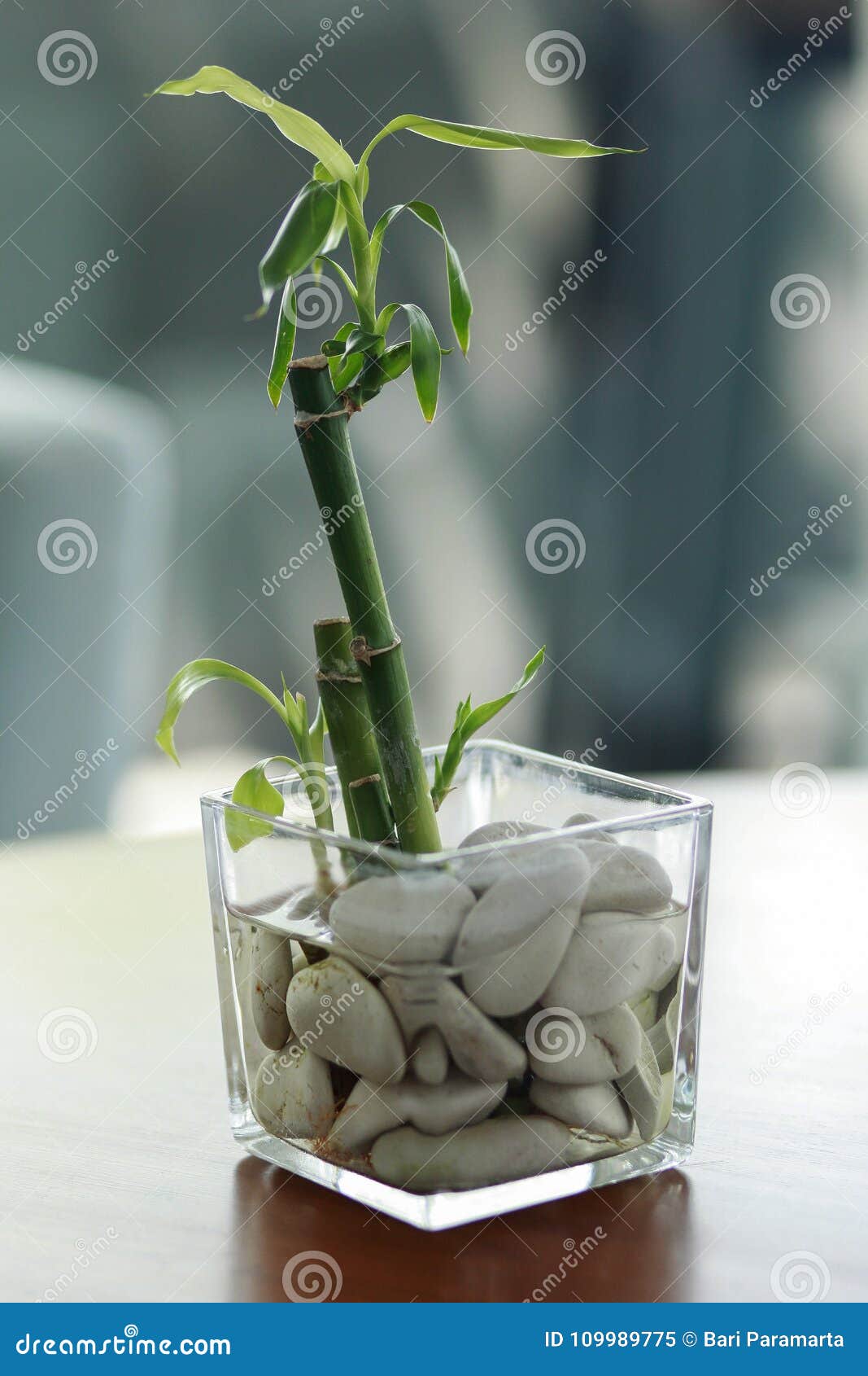Plantas Decorativas Da água De Bambu Nos Vasos De Vidro Imagem de Stock -  Imagem de indoor, bonito: 109989775