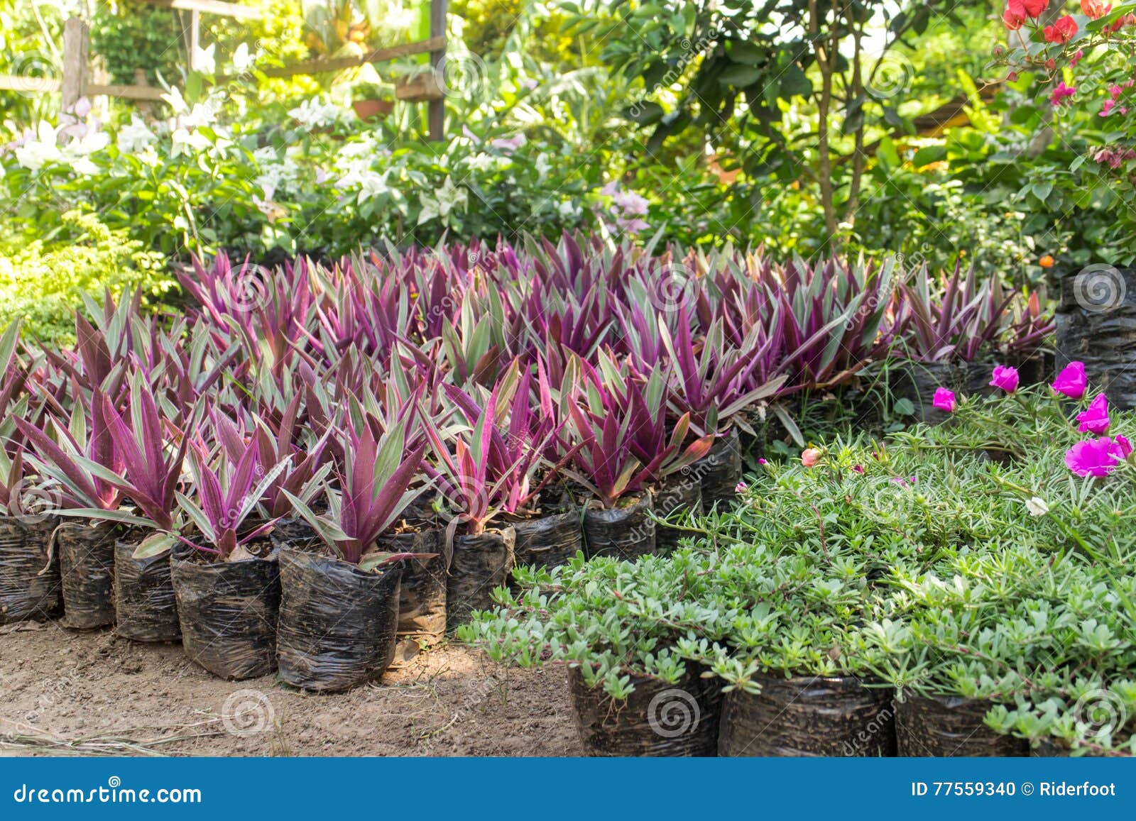 Plantas Decorativas Do Berçário De Um Jardim Foto de Stock - Imagem de  crescimento, mola: 77559340