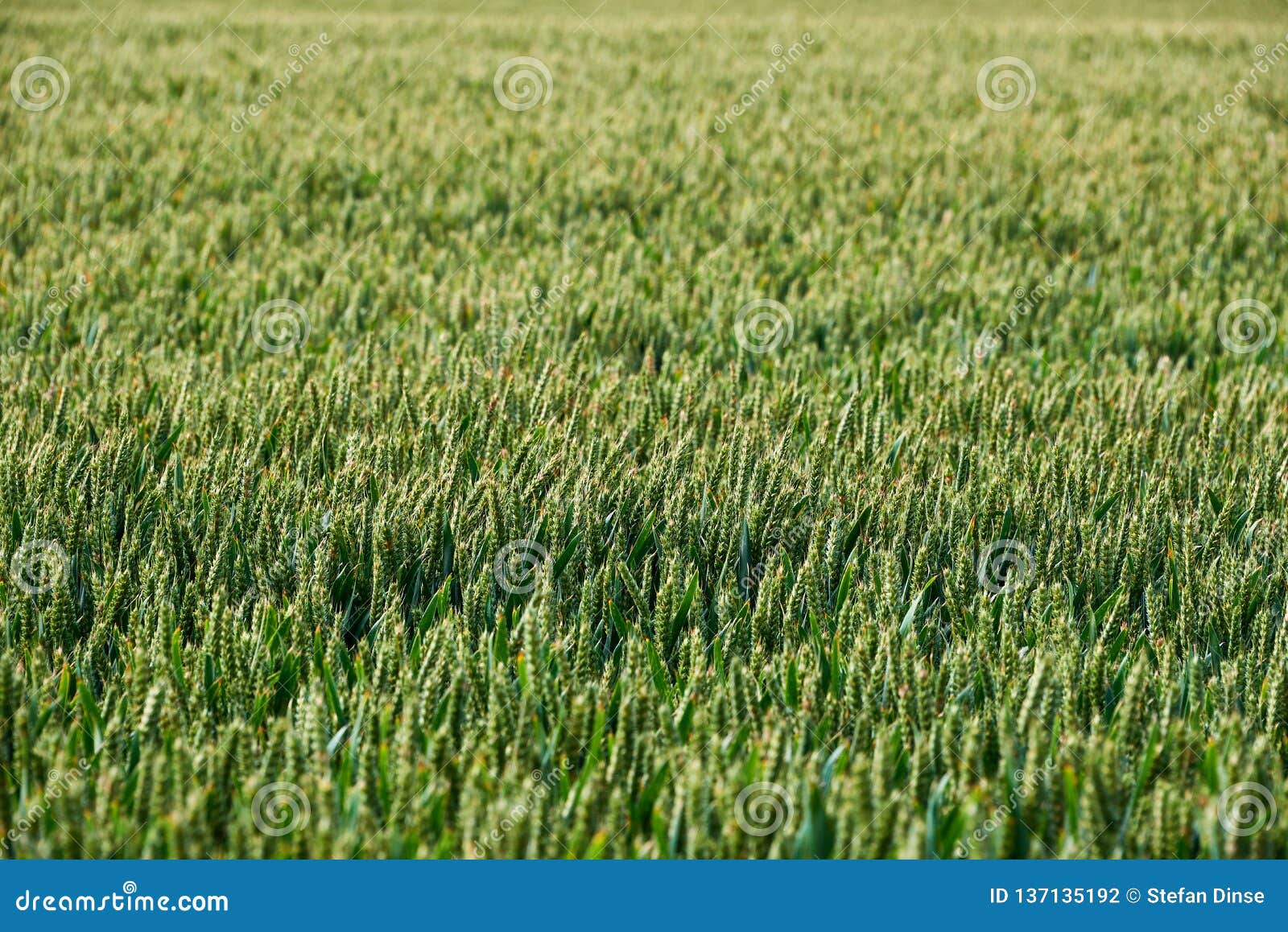 Plantas del trigo en campo foto de archivo. Imagen de planta - 137135192