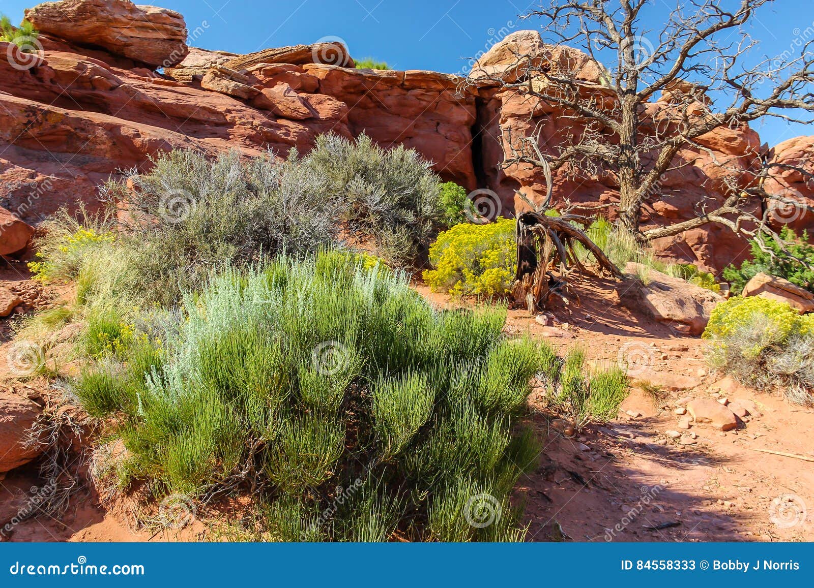 Plantas Do Ecossistema Do Deserto