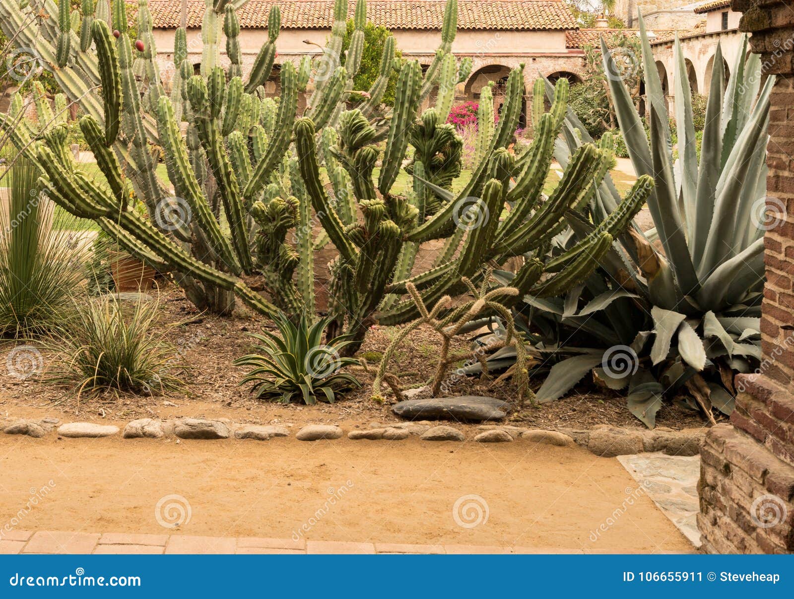 Featured image of post Plantas Espinhosas - Encuentra las mejores imágenes de stock de plantas espinosas.