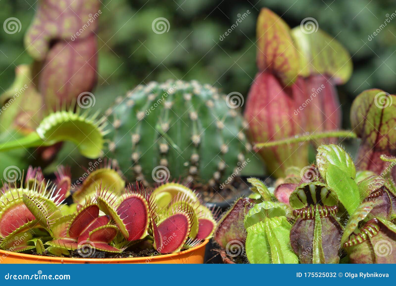 Plantas Exóticas De Composição. Cacto Dionaea Sarracenia Drosera Cephalotus  Follicularis Foto de Stock - Imagem de flor, jarro: 175525032