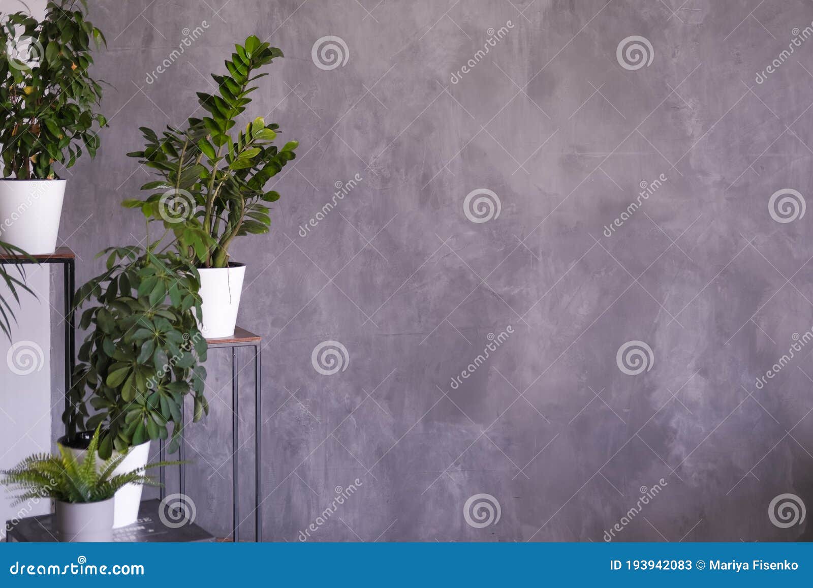 Plantas Interiores Num Povoado Sobre Fundo Cinzento Escuro Imagem de Stock  - Imagem de cinzento, moderno: 193942083