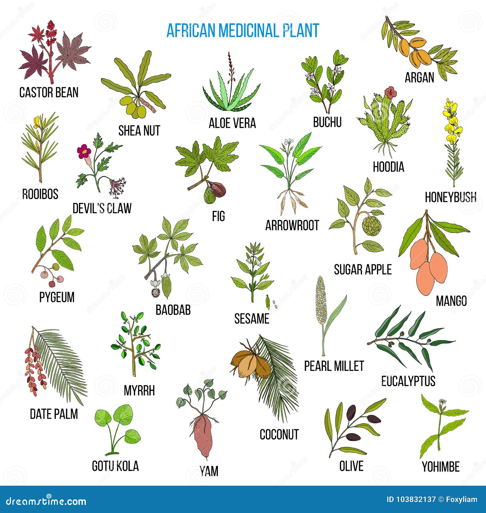 Plantas Medicinales Africanas Ilustración del Vector - Ilustración de  icono, medicinal: 103832137
