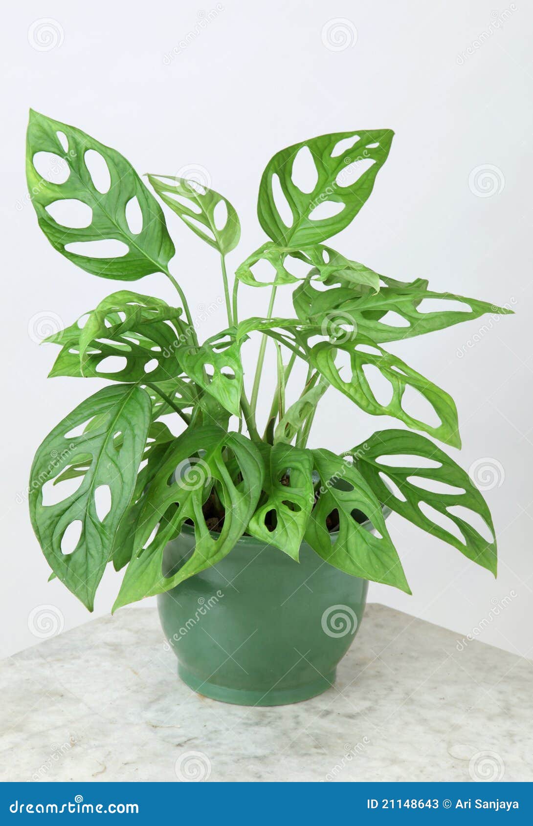 https://thumbs.dreamstime.com/z/plantas-ornamentales-21148643.jpg