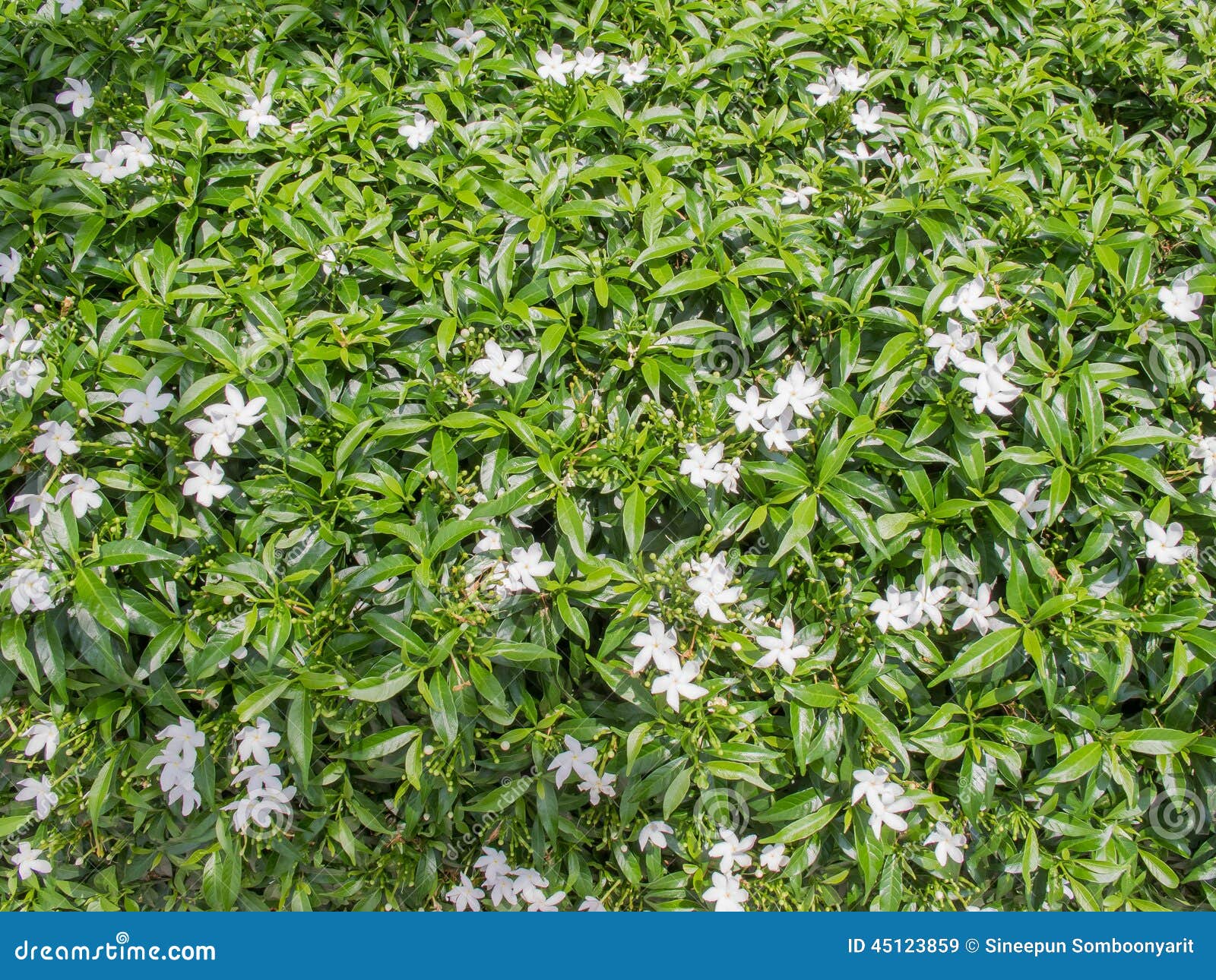 Plantas Pequenas Da Flor Branca Imagem de Stock - Imagem de branco,  jardinar: 45123859