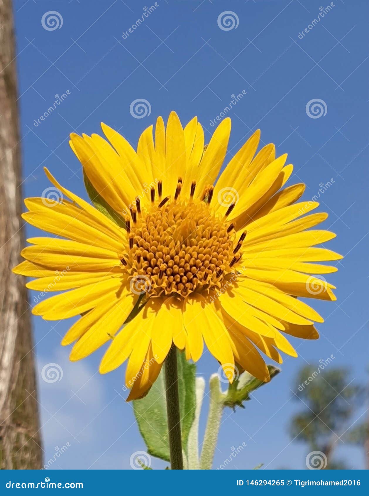 Plantas Similares Ao Girassol Imagem de Stock - Imagem de amarelo,  gracioso: 146294265