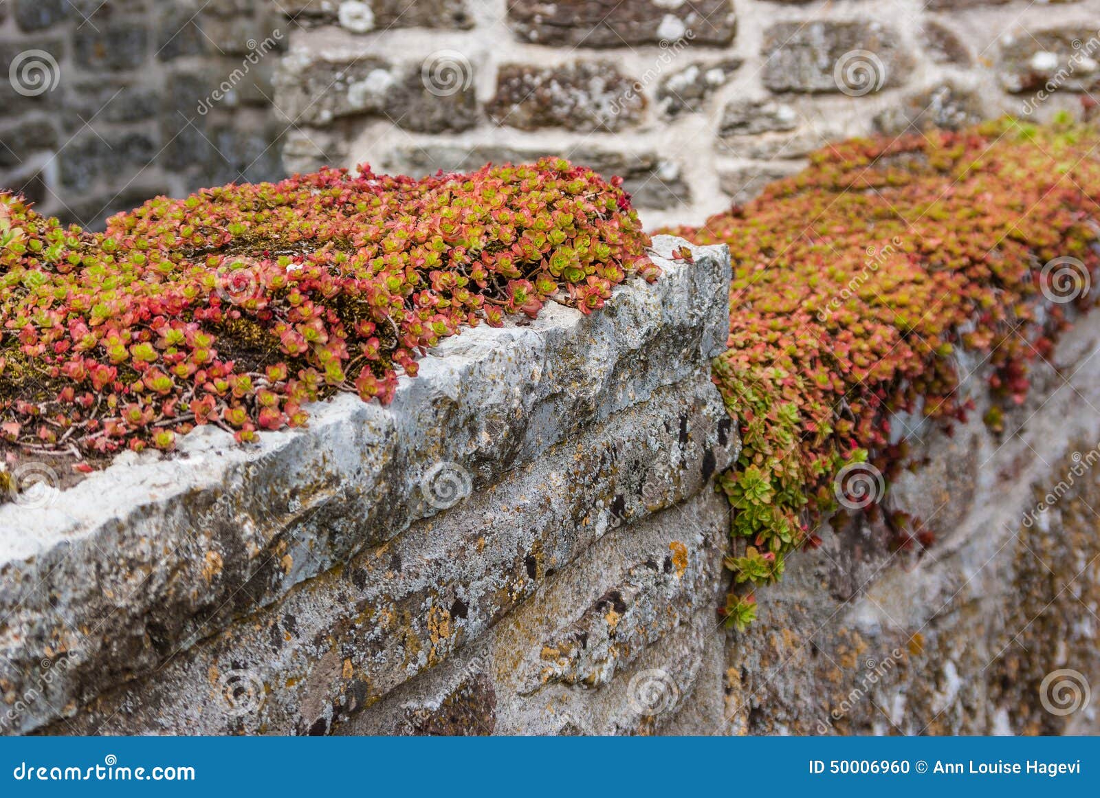 Plantas suculentas. Plantas rojas de la uva de gato encima de una pared de piedra en una ruina vieja del monasterio en Gudhem en Suecia