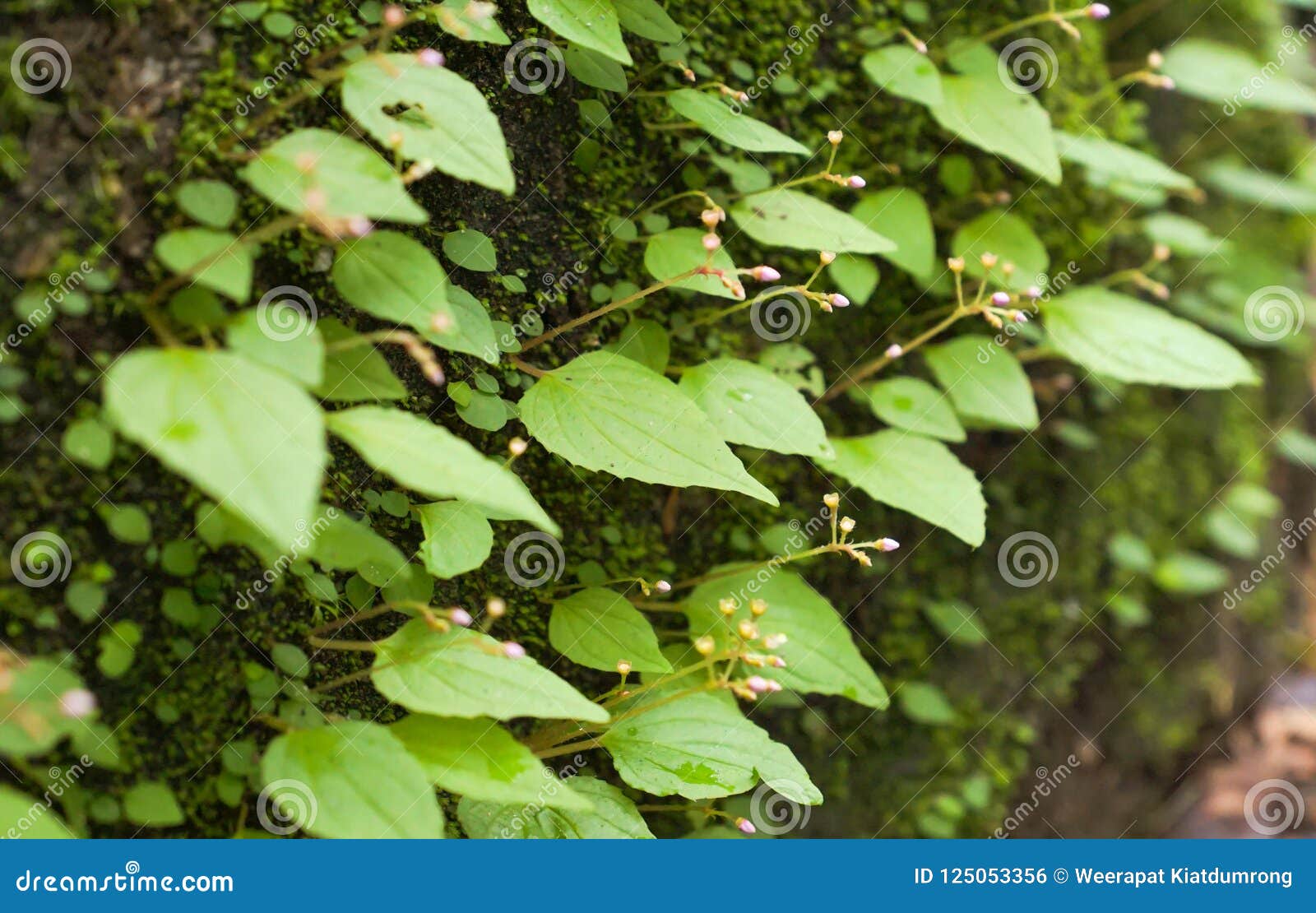 Plantas Verdes Da Trepadeira Na Rocha Foto de Stock - Imagem de plantas,  fundo: 125053356