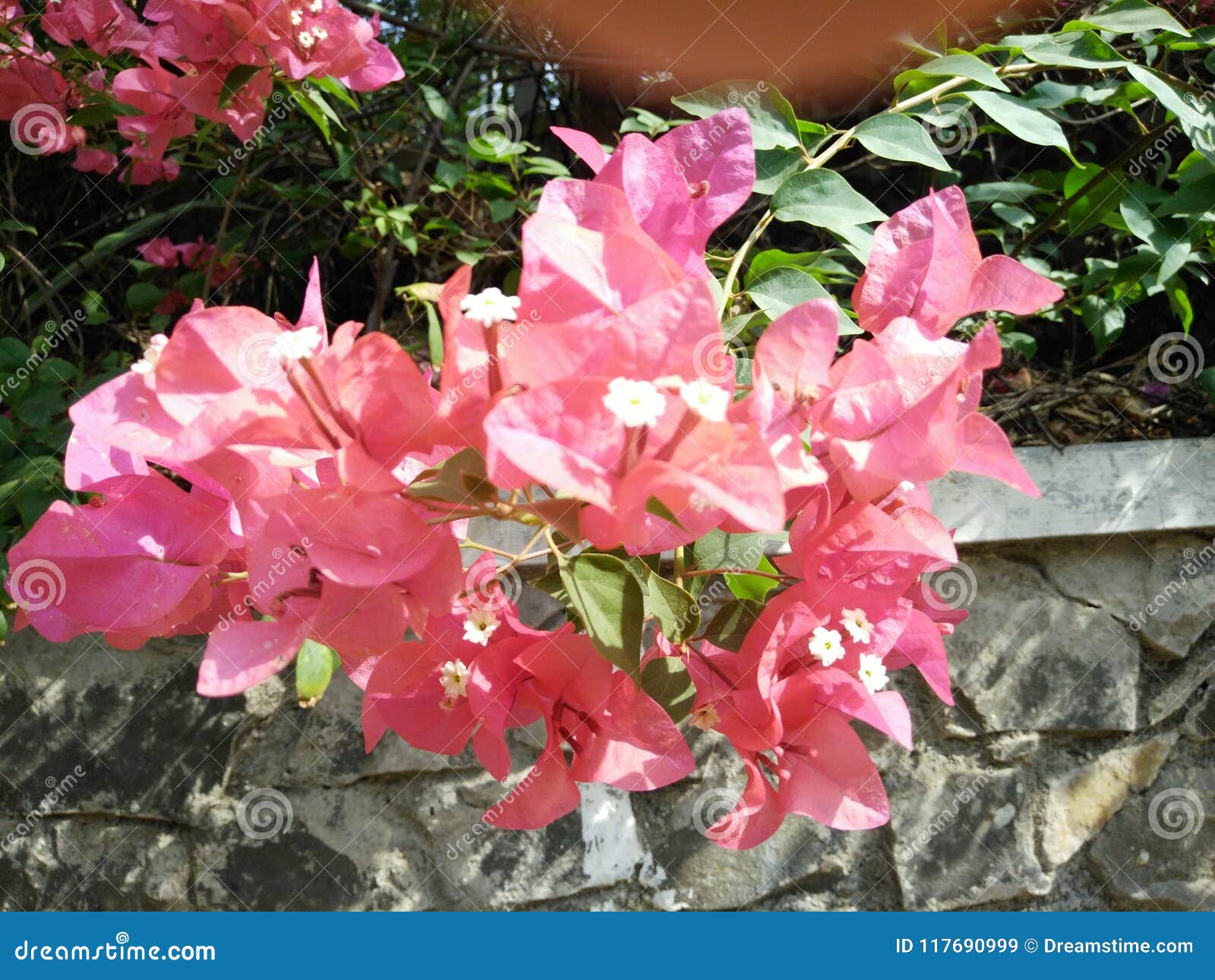 Plantas Verdes En Jardín Con Las Flores Rosadas Y Blancas Imagen de archivo - Imagen de asia, imagen: 117690999 Plantas Verdes En Jardín Con Las Flores Rosadas Y Blancas Imagen de archivo - Imagen de asia, imagen: 117690999