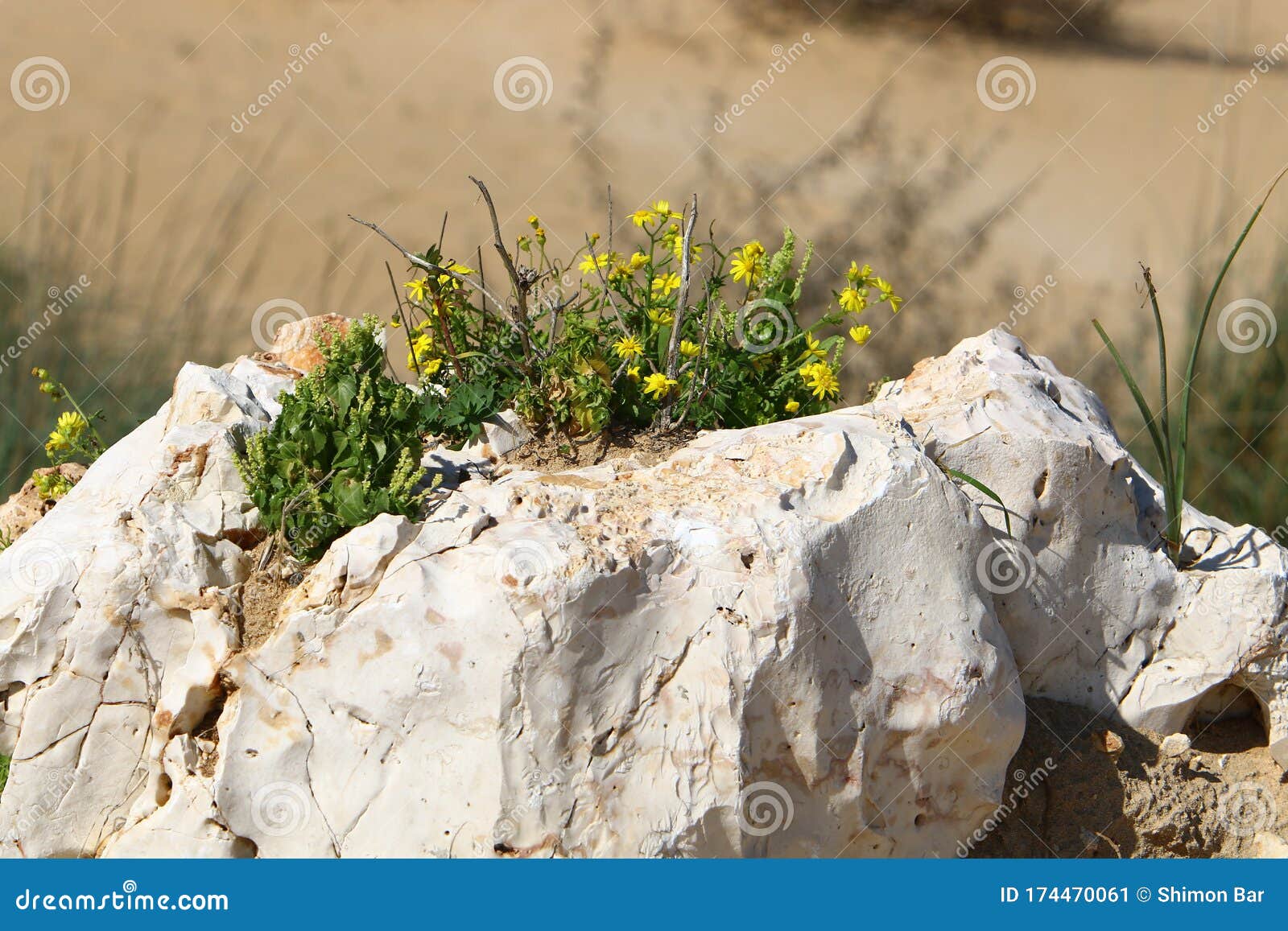 Plantas Verdes Y Flores Crecieron Sobre Piedras Y Rocas Imagen de archivo -  Imagen de piedras, plantas: 174470061