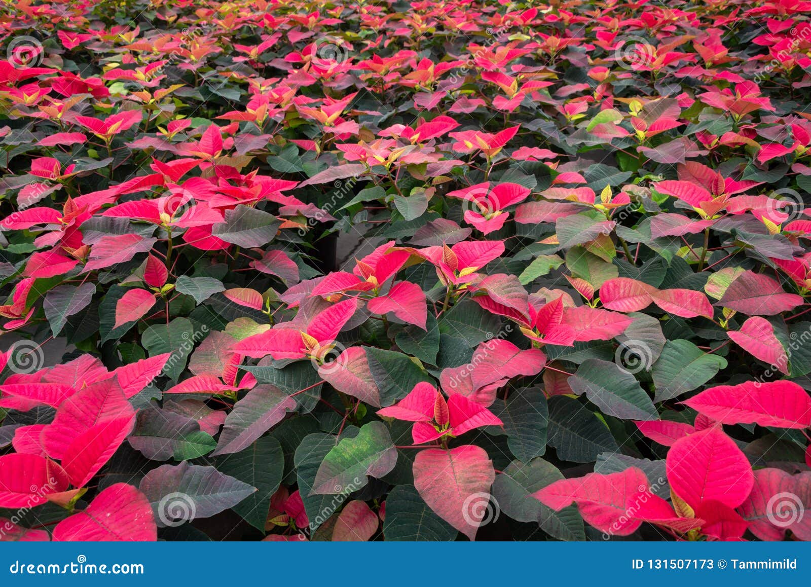 Plantas Vermelhas Do Natal Do Jardim Imagem de Stock - Imagem de plantas,  flores: 131507173