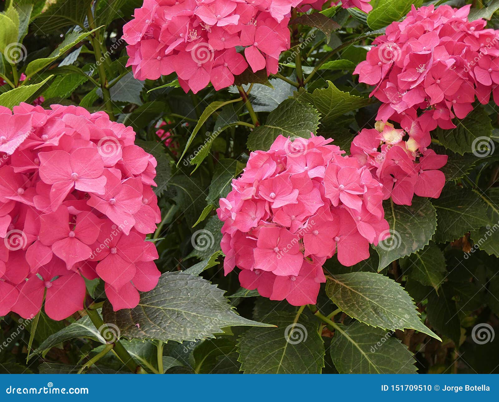 Plantas Y Flores Bonitas Del Jardín Foto de archivo - Imagen de preparado,  colores: 151709510