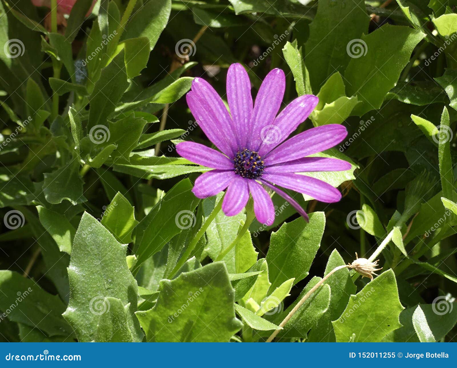 Plantas Y Flores Bonitas Del Jardín Imagen de archivo - Imagen de reciba,  vida: 152011255