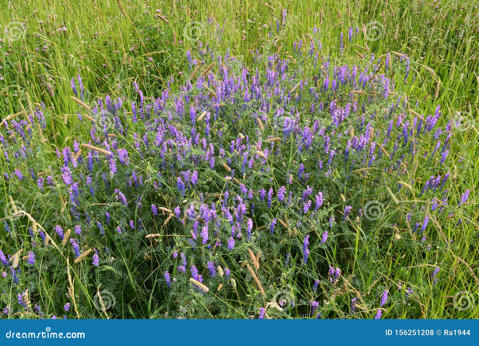 Plantas Y Hierbas Silvestres Y Elegantes Del Prado Forestal. Tortas De Ratón De Hierba Con Flores Moradas Azules Foto de archivo - Imagen de travieso, elegante: 156251208 Plantas Y Hierbas Silvestres Y Elegantes Del Prado Forestal. Tortas De Ratón De Hierba Con Flores Moradas Azules Foto de archivo - Imagen de travieso, elegante: 156251208