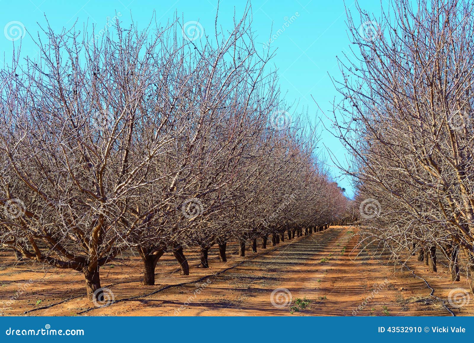 Plantation of Almond Trees. Stock Photo Image of bare, plantation