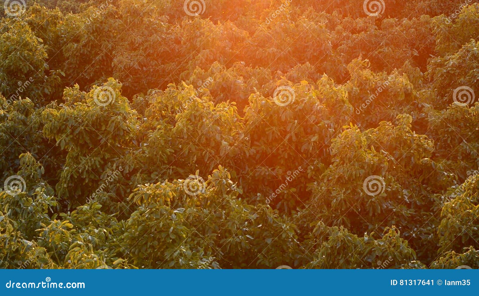 Plantation of Avocado Fruit Trees at Sunset or Sunrise Stock Video